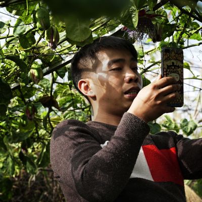Hedelmätarhuri Zheng Zhihong alkoi tehdä videoita kiinalaisiin lyhytvideosovelluksiin toissa vuonna. Hedelmien myynti lähti huimaan nousuun.