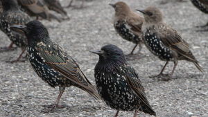 Adulta och juvenila starar om sensommaren Adulta och juvenila starar om sensommaren