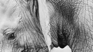 norsun ryppyinen iho lähikuvassa