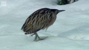 Rördrommen är en i Finland ovanlig fågel. Exemplaret på arkivbilden ser tilltufsad ut, kanske för att den inte kommit i väg innan snön föll? Kaulushaikara kävelee hangella.