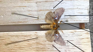 Spatalia argentina - uusi perhoslaji Suomessa.