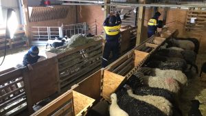 Det finns gott om arbete för familjen Stenvall-Korpioksa i fårhuset. Hela familjen deltar i utfodringen av fåren