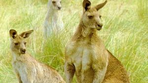 Två fundersamma kängurur kan hjälpa dig att minnas att Australien är världens sjätte största land. Två fundersamma kängurur.