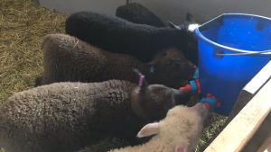Nappämbaret som kommer morgon och kväll föranleder rusning och trängsel. Några lamm dricker mjölk ur ett nappämbar