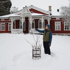 Trädgårdsmästare Lena Gillberg väljer ut vilken gren på äppelträdet som ska bli topp