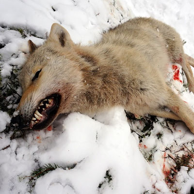 Död varg i snön.