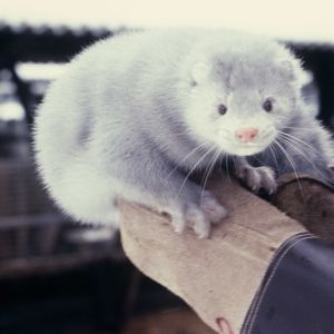 Minkki tarhaajan kädessä 1980-luvulla.