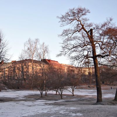 Kevätpäiväntasauksen aamu Hesperian puistossa Helsingissä 20. maaliskuuta 2017.