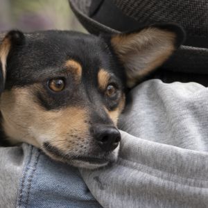 Pepi-rescuekoira isäntänsä Akira Greuksen olalla