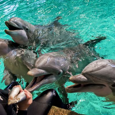 Delfiinejä Särkänniemen delfinaariossa
