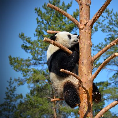 Pyry-panda kiipeilee uudessa puussaan Ähtärin eläinpuistossa.