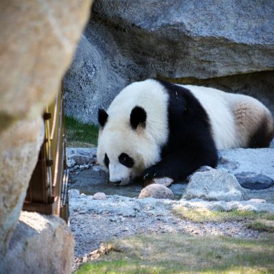Lumi-panda alkamassa päiväunille Ähtärin eläinpuistossa.