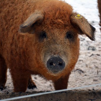 Villasikaa eli mangalitzarotuista sikaa kasvattaa ammattimaisesti Suomessa vain harva.