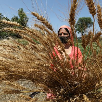 Maanviljelijä kerää vehnää Intiassa.