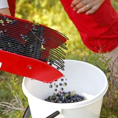 Marjastaja kaataa mustikoita sankoon.