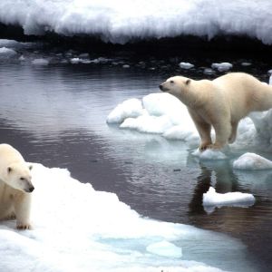 Isbjörnar i Kanada