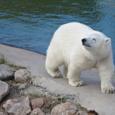 jääkarhun pentu Ranuan eläinpuistossa