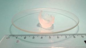 En bit hydrogel som framställts av modifierad hemicellulosa och metakrylsyra En bit hydrogel som framställts av modifierad hemicellulosa och metakrylsyra.