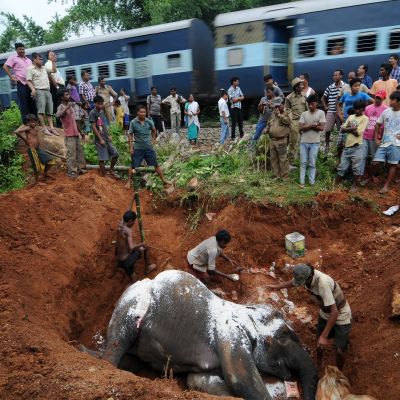 Kyläläiset hautasivat kuolleen norsun, joka oli törmännyt junaan. Kuva Intian koillisosissa sijaitsevasta Kurkruian kylästä vuodelta 2012.