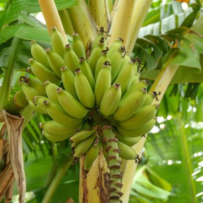 Banaaneja