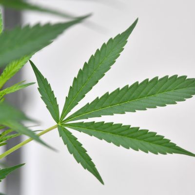 Kansalaisaloite kannabiksen käytön rangaistavuuden poistamiseksi haluaisi lakiin muutoksen, jonka myötä kannabiskasveja saisi kasvattaa kotona korkeintaan neljää kasvia kerrallaan. Kuvassa kannabiskasvi Australiassa kuvattuna.