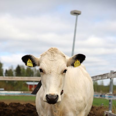Lapinlehmä