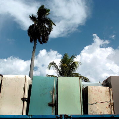 Gamla, olika färgers kylskåp på rad. I bakgrunden palmer.