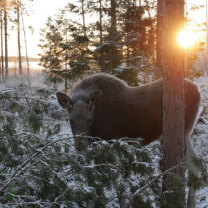 Markku Harju huolehtii kesyyntyneestä Mervi-hirvestä Raippaluodossa.
