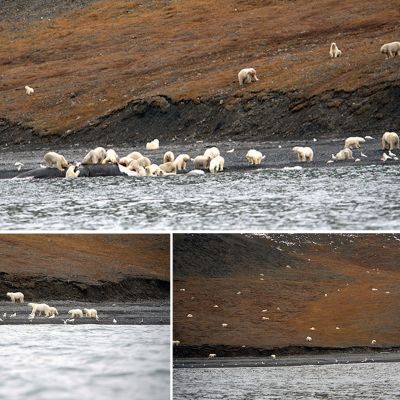 Kuvakombo Wrangelinsaaren luonnonpuiston verkkosivuillaan julkaisemista kuvista.