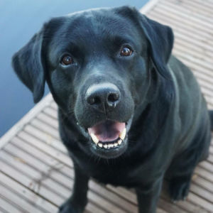 Suomen suosituin koirarotu labradorinnoutaja on 7. älykkäin koirarotu. musta labradorinnoutaja laiturilla