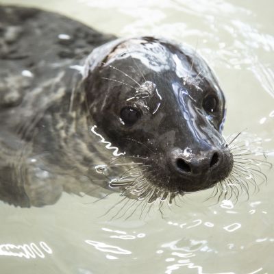 Kevään ensimmäinen kuutti korkeasaaressa.