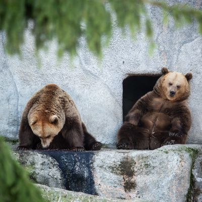Kaksi karhua lepäilee pesäkolon oviaukolla.