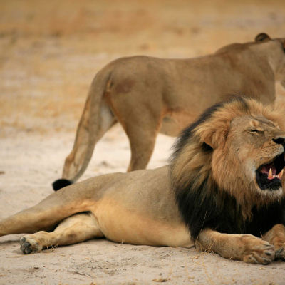 Lejonet Cecil dödades av en jägare.
