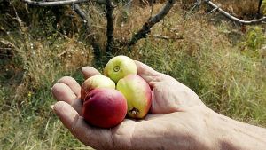 Persikoodlare visar upp förtorkade frukter i Italien. Torkan hotar persikoskörden i Italien