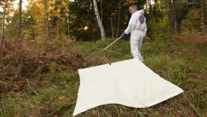 Reima Kutila på fästingjakt i skogen. Reima Kutila drar ett vitt lakan efter sig i skogen i hopp om att fånga fästingar med det.