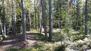 Skyddsvall i Karleby som byggdes under Krimkriget. Skyddsvallar i Karleby som byggdes under Krimkriget.
