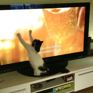Kissa katsoo dokumenttia Istanbulin kissat.