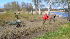 Lovisa trädgårdsförening passar på att sköta om rosenplanteringen. Anneli Sjöholm och Siv-Britt Lindroos jobbar på närmast kameran. Tre personer gör trädgårdsarbete bland blombänkar med rosenbuskar. I bakgrunden synns en strand.