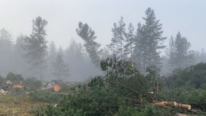 Träden fälldes i snabb takt under morgonen och förmiddagen tills aktivisterna stoppade fällningen. Träd som fälls i Britas.