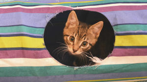 Arkivbild. En av kattungarna i Tolkis 2017. Kattunge tittar ut ur hål i katt-tunnel