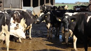 På Capel Church Farm har de 230 mjölkande Holsteinkor. Ungdjur och rekrytering utgör ytterligare drygt 200 djur. Mjölkor av rasen Holstein på Capel Church Farm.
