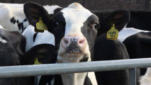 Mjölkpriset i Storbritannien ligger just nu på 26 pence (30 cent) per liter och är en orsak till böndernas missnöje. En svartvitfläckig ko av rasen Holstein.