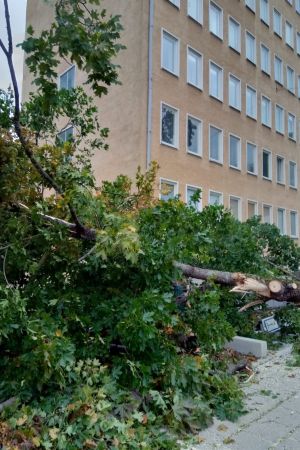 Ett träd blåste omkull vid Åbolands sjukhus i Åbo. Träd har fallit i stormen vid Åbolands sjukhus i Åbo.