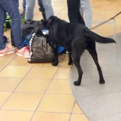 Narkotikahund går runt bland väskor och passagerare i Åbo hamnterminal.