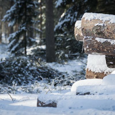 Lumen verhoama puupino, taustalla oksia lumella hakkuun jäljiltä.