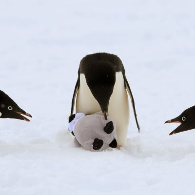 Kolme jääpingviiniä ja lelu.