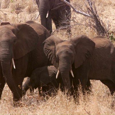 Norsuja Suuren Limpopon luonnonpuistossa. Vuonna 2002 avattu puisto sijaitsee Zimbabwen, Etelä-Afrikan ja Mosanbikin raja-alueella.