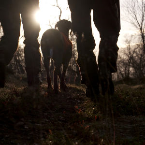 Metsästäjät kävelevät auringonlaskuun kahden metsästyskoiran kanssa.
