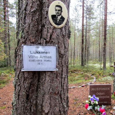 hautoja honkametsässä
