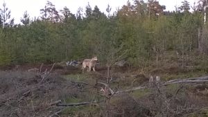 Det har gjorts många vargobservationer i Snappertuna den senaste tiden. Bilden i fråga är från Porkala. Varg i skog i Porkala i maj 2015.
